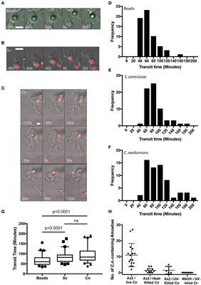 Cryptococcus neoformans Escape From Dictyostelium Amoeba by Both WASH-Mediated Constitutive Exocytosis and Vomocytosis